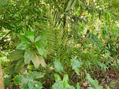 Bangladeş 'teki köy doğa ağacı, ağaç, mavi gökyüzü, ormandaki güzel ağaçlar.
