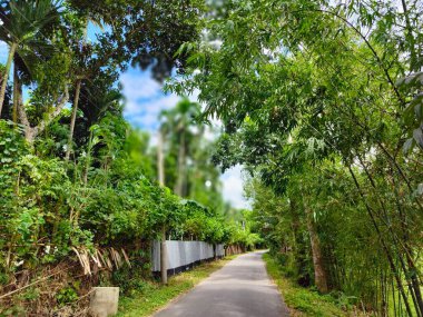 Bangladeş 'teki köy doğa ağacı, ağaç, mavi gökyüzü, ormandaki güzel ağaçlar.