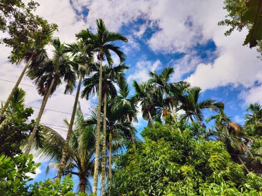 Bangladeş 'teki köy doğa ağacı, ağaç, mavi gökyüzü, ormandaki güzel ağaçlar.