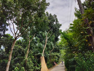 Bangladeş 'teki köy doğa ağacı, ağaç, mavi gökyüzü, ormandaki güzel ağaçlar.