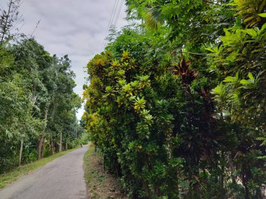 Bangladeş 'teki köy doğa ağacı, ağaç, mavi gökyüzü, ormandaki güzel ağaçlar.