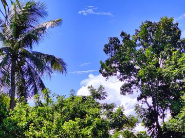 Bangladeş 'teki köy doğa ağacı, ağaç, mavi gökyüzü, ormandaki güzel ağaçlar.