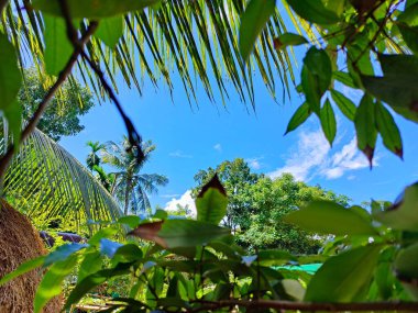 Bangladeş 'teki köy doğa ağacı, ağaç, mavi gökyüzü, ormandaki güzel ağaçlar.