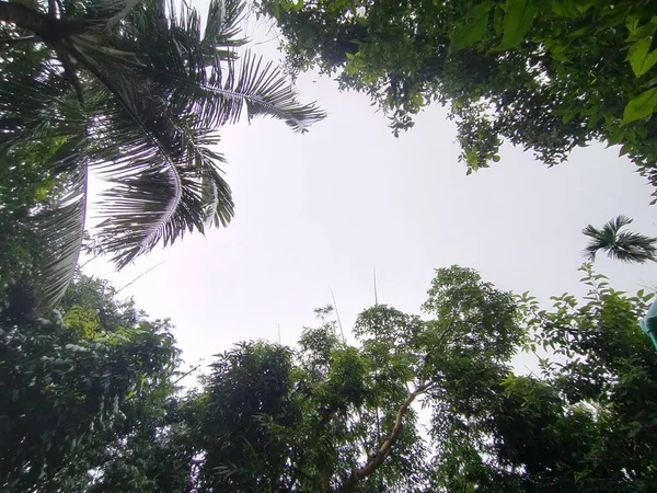 Wiejskie Drzewo Przyrodnicze Bangladeszu Drzewo Błękitne Niebo Piękne Drzewa Wsi — Zdjęcie stockowe