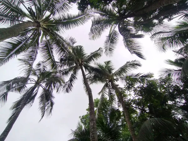 Vesnice Přírodní Strom Bangladéši Strom Modrá Obloha Krásné Stromy Obci — Stock fotografie