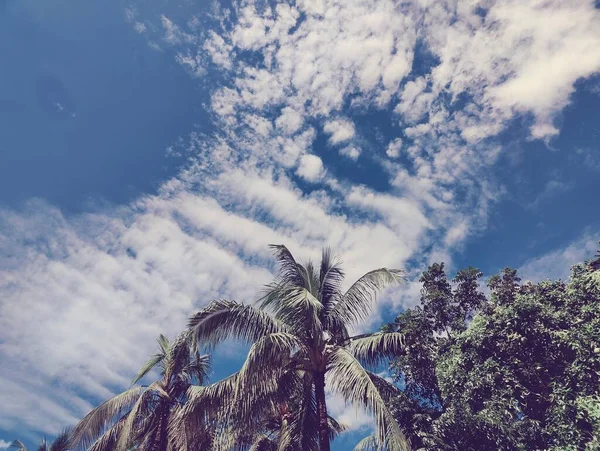 stock image Village nature tree in Bangladesh , Tree , blue sky, Beautiful trees in the village Jungle