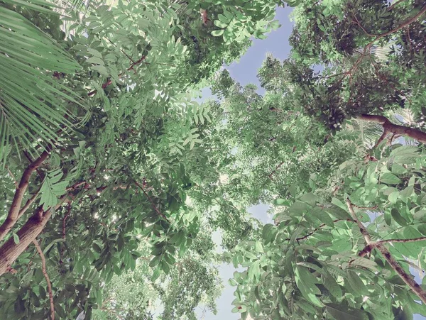 Árvore Natureza Aldeia Bangladesh Árvore Céu Azul Árvores Bonitas Aldeia — Fotografia de Stock