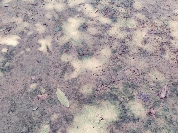 Village Naturträd Bangladesh Träd Blå Himmel Vackra Träd Byn Jungle — Stockfoto