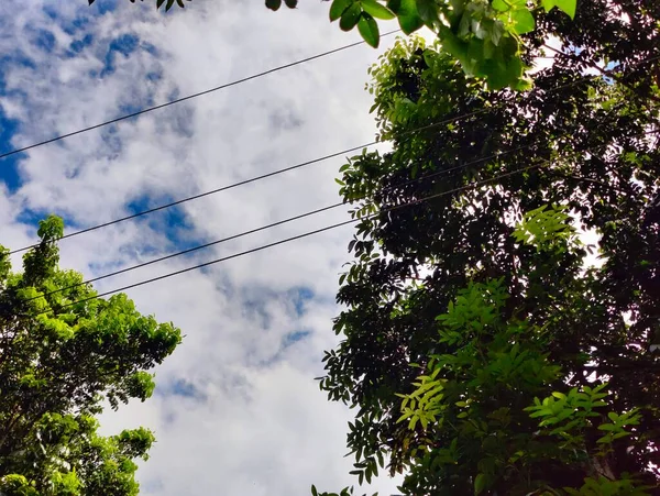 Dorfnaturbaum Bangladesch Baum Blauer Himmel Schöne Bäume Dorfdschungel — Stockfoto