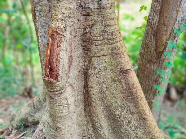 Vesnice Přírodní Strom Bangladéši Strom Modrá Obloha Krásné Stromy Obci — Stock fotografie