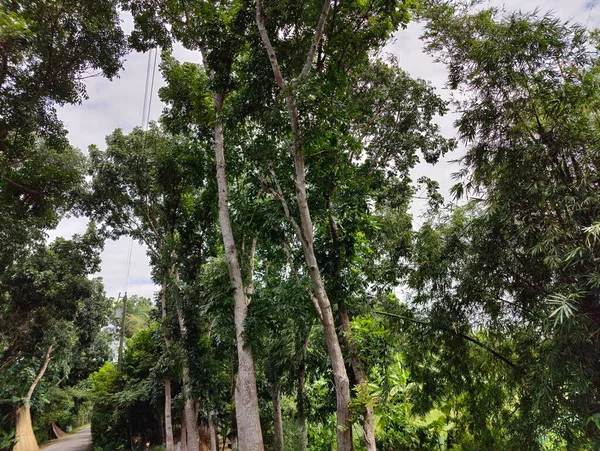 Pohon Alam Desa Bangladesh Pohon Langit Biru Pohon Indah Hutan — Stok Foto