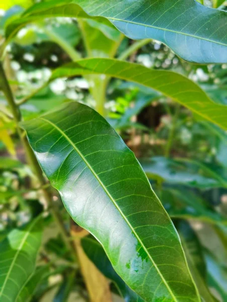 Dorpsnatuurboom Bangladesh Boom Blauwe Lucht Prachtige Bomen Het Dorp Jungle — Stockfoto