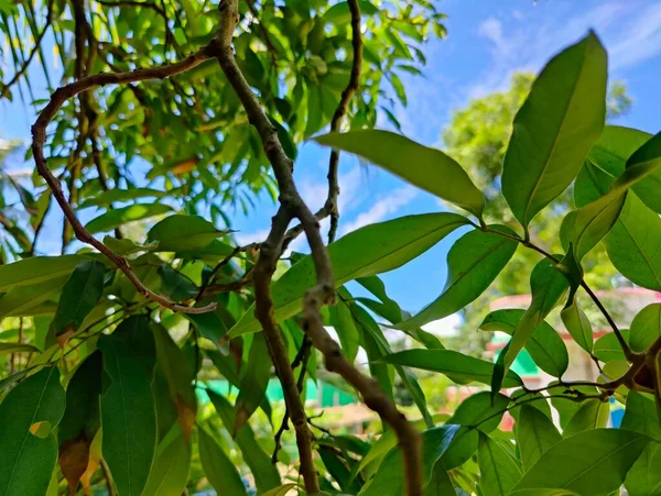 Aldea Árbol Naturaleza Bangladesh Árbol Cielo Azul Hermosos Árboles Pueblo —  Fotos de Stock