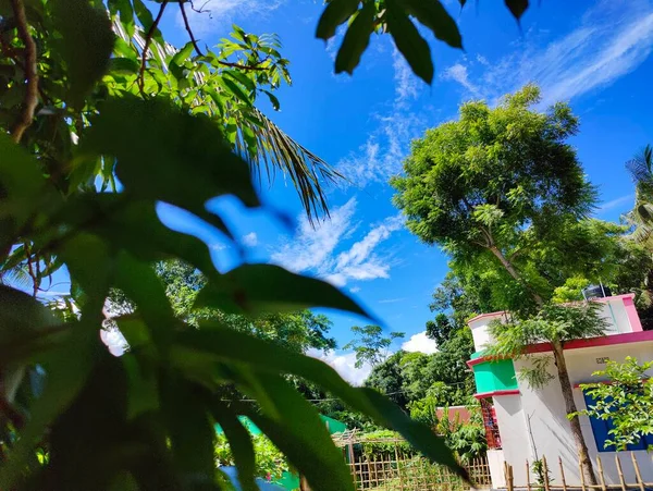 Aldea Árbol Naturaleza Bangladesh Árbol Cielo Azul Hermosos Árboles Pueblo — Foto de Stock