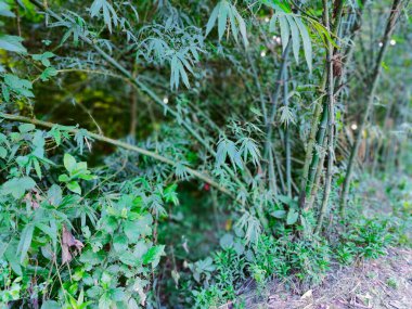 Bangladeş 'teki köy doğa ağacı, ağaç, mavi gökyüzü, ormandaki güzel ağaçlar.