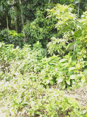 Bangladeş 'teki köy doğa ağacı, ağaç, mavi gökyüzü, ormandaki güzel ağaçlar.