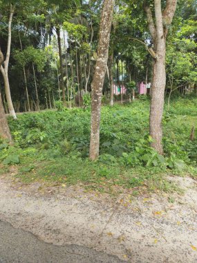 Bangladeş 'teki köy doğa ağacı, ağaç, mavi gökyüzü, ormandaki güzel ağaçlar.