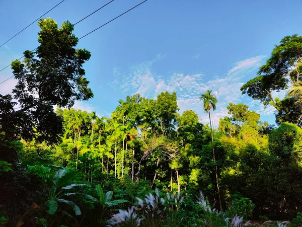 Wiejskie Drzewo Przyrodnicze Bangladeszu Drzewo Błękitne Niebo Piękne Drzewa Wsi — Zdjęcie stockowe