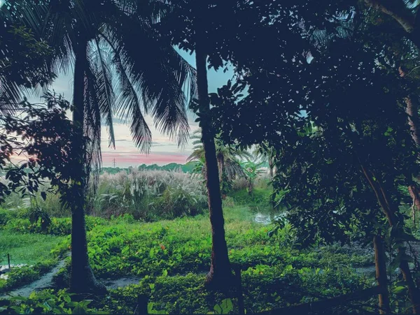 Village Naturträd Bangladesh Träd Blå Himmel Vackra Träd Byn Jungle — Stockfoto