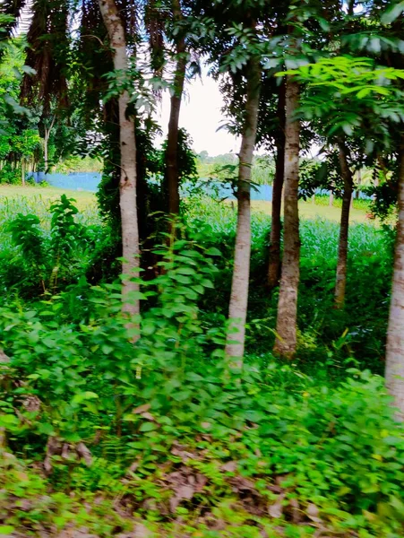 Pohon Alam Desa Bangladesh Pohon Langit Biru Pohon Indah Hutan — Stok Foto