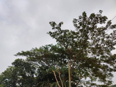 Köy, doğal fotoğraf., 