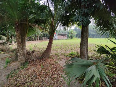 Köy, doğal fotoğraf., 