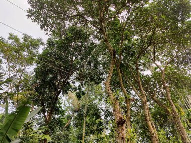 Köy, doğal fotoğraf., 