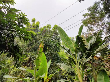 Köy, doğal fotoğraf., 