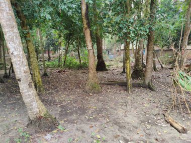 Village nature trees in Bangladesh. Nature background