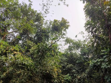 Village nature trees in Bangladesh. Nature background