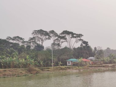 Village nature trees in Bangladesh. Nature background