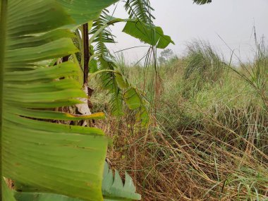 Village nature trees in Bangladesh. Nature background