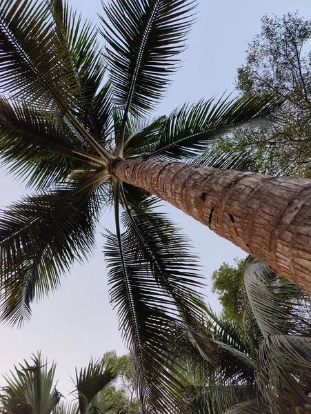 Palmier Dans Parc — Photo