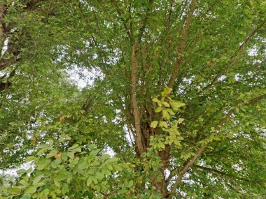 Ormanda yeşil yapraklar 