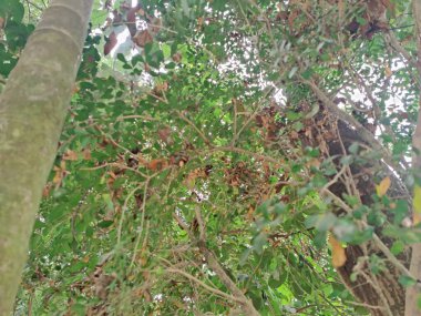 Ormanda yeşil yapraklar 