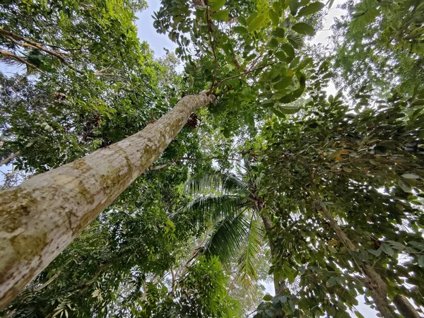 Дерево Джунглях — стокове фото