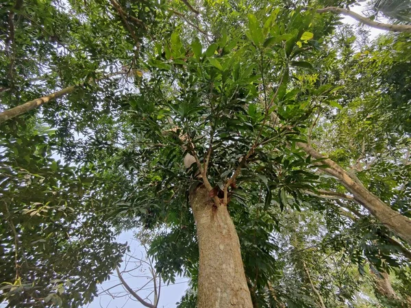 Zielone Drzewa Lesie — Zdjęcie stockowe
