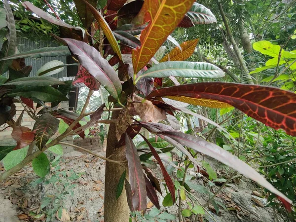 Gros Plan Plantes Tropicales Poussant Extérieur Jour — Photo