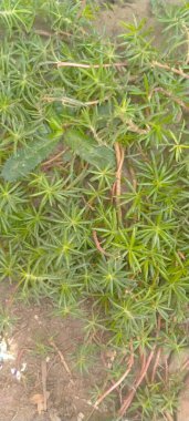 Bahçede yeşil yapraklar 