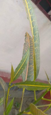 Bahçede yeşil yapraklar 