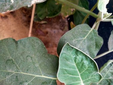 yeşil yapraklar, bitkiler ve yapraklar 