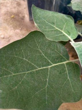 Bahçede yeşil yapraklar 