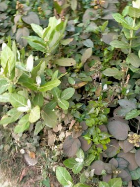 Bahçede yeşil yapraklar 