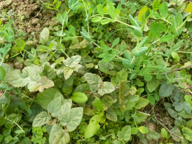 Bahçede yeşil yapraklar 