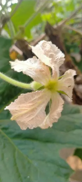 Nahaufnahme Einer Schönen Blume — Stockfoto