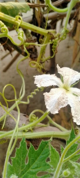 Bahçedeki Beyaz Çiçek — Stok fotoğraf