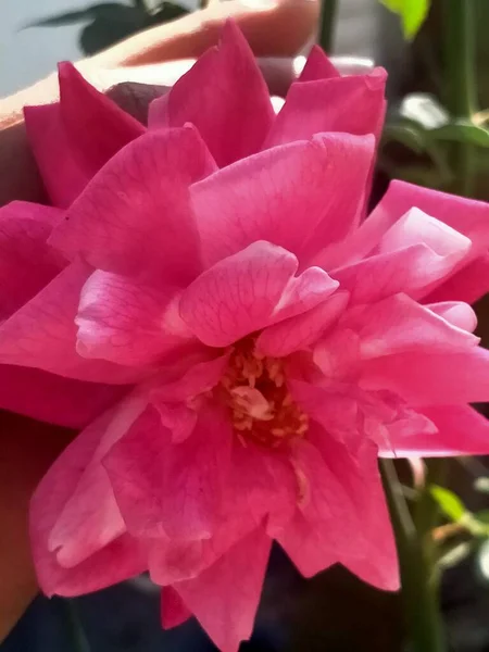 Bahçedeki Güzel Pembe Çiçek — Stok fotoğraf