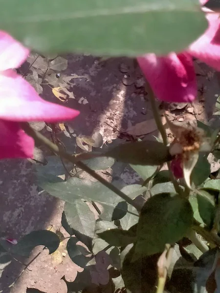 Wunderschöne Botanische Aufnahme Blumen Und Blütenblätter — Stockfoto