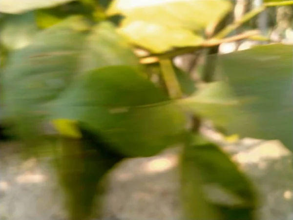 緑の葉を持つ抽象的な背景 — ストック写真