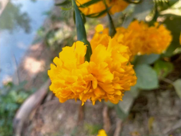 Gelbe Blume Garten — Stockfoto